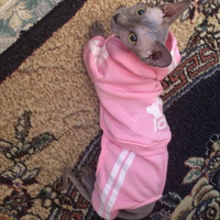 Słodki kociak sweter z kapturem zimowe ciepłe ubrania dla zwierząt dla kotów Sphynx Katten odzież strój Ropa Para gatos Kedi Giyim produkty dla zwierząt domowych 5